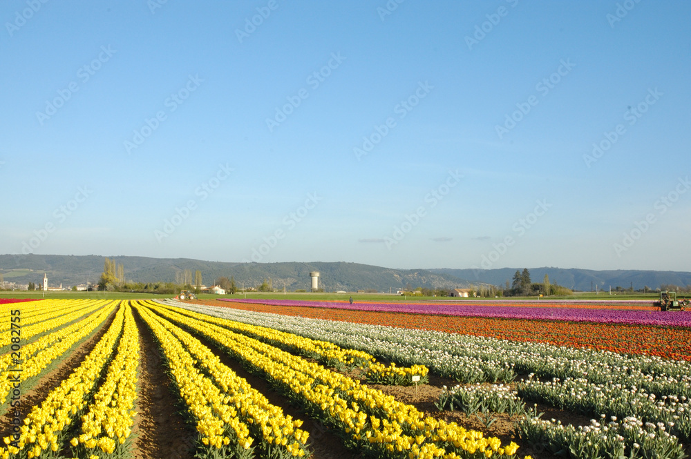campo di tulipani