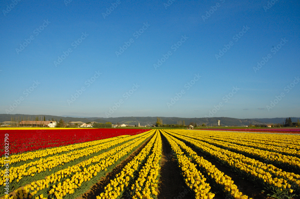 campi di tulipani in fiore