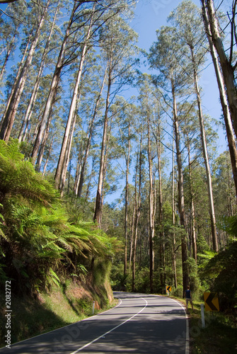 tall eucalypt rainforest along road