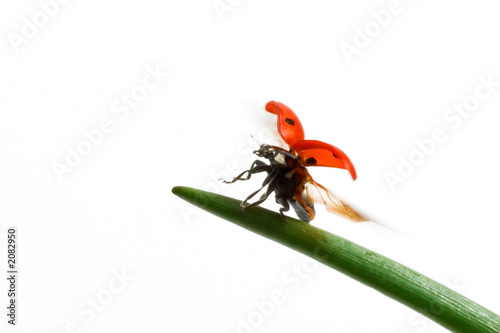 ladybird flight