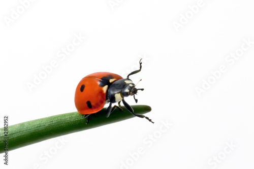 ladybug run © Maceo
