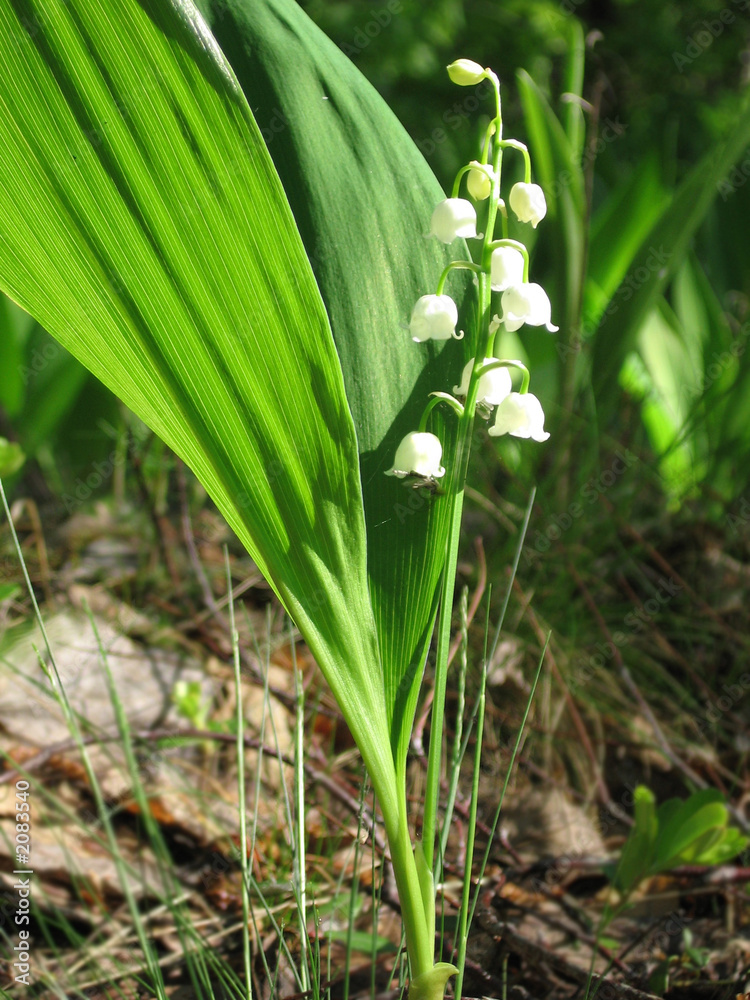 Fototapeta premium lily of the valley