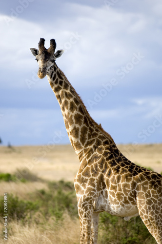 girafe masaï © Eric Isselée