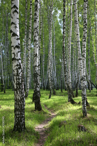 path through birch wood in russia