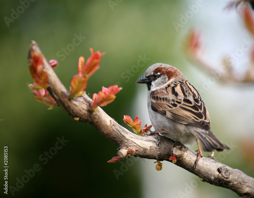 sparrow on twig © Vladimir Melnik