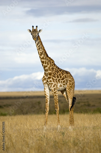 girafe masa  