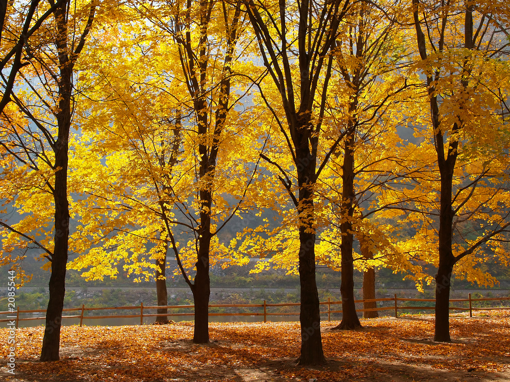 trees changing colors in a park