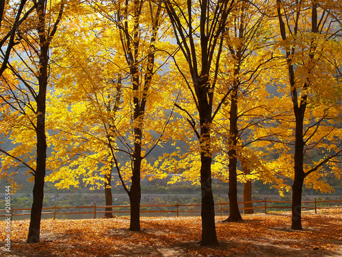 trees changing colors in a park