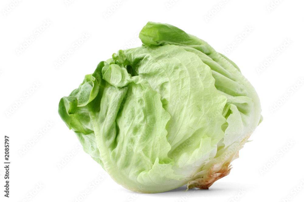 lettuce head on white lettuce head on white