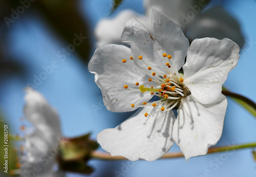 fleur de cerisier photo