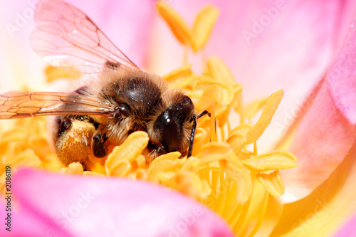 abeille butineuse