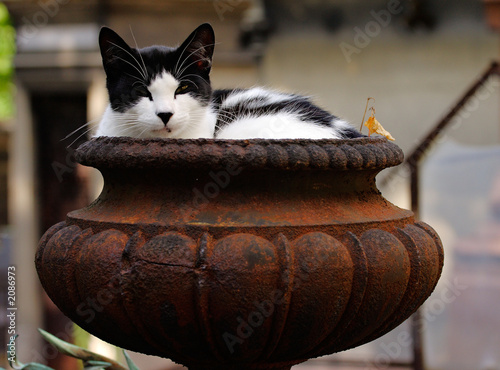 portrait de chat