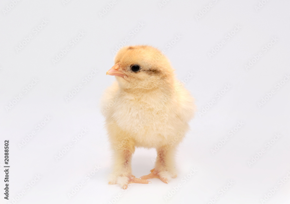 chicken chicken