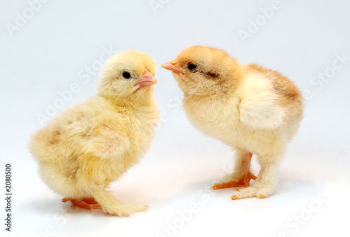 Plakat chicken