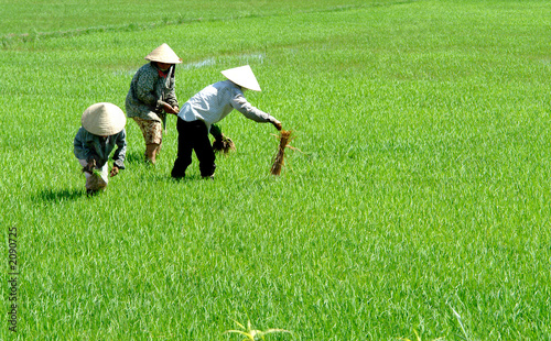 rice workers