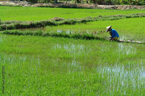 rice workers