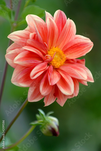 the dahlia in the garden