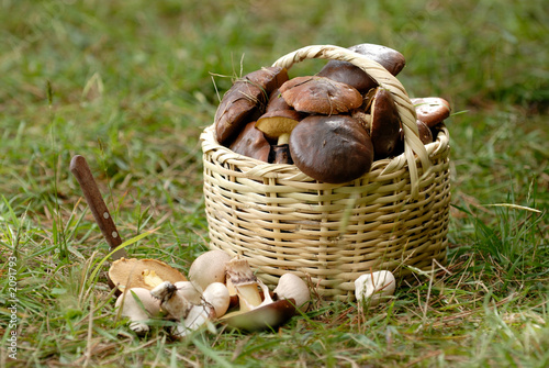 Fotografie, Obraz the basket with a mushrooms
