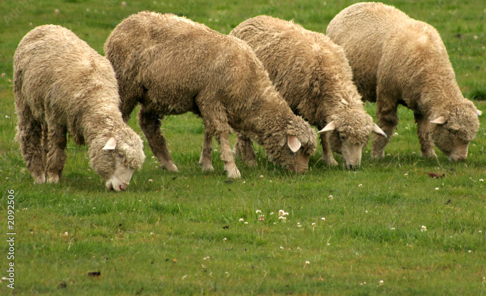 Fototapeta premium four hungry sheep