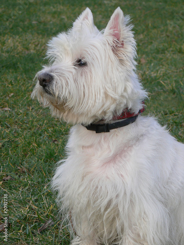  west highland white terrier