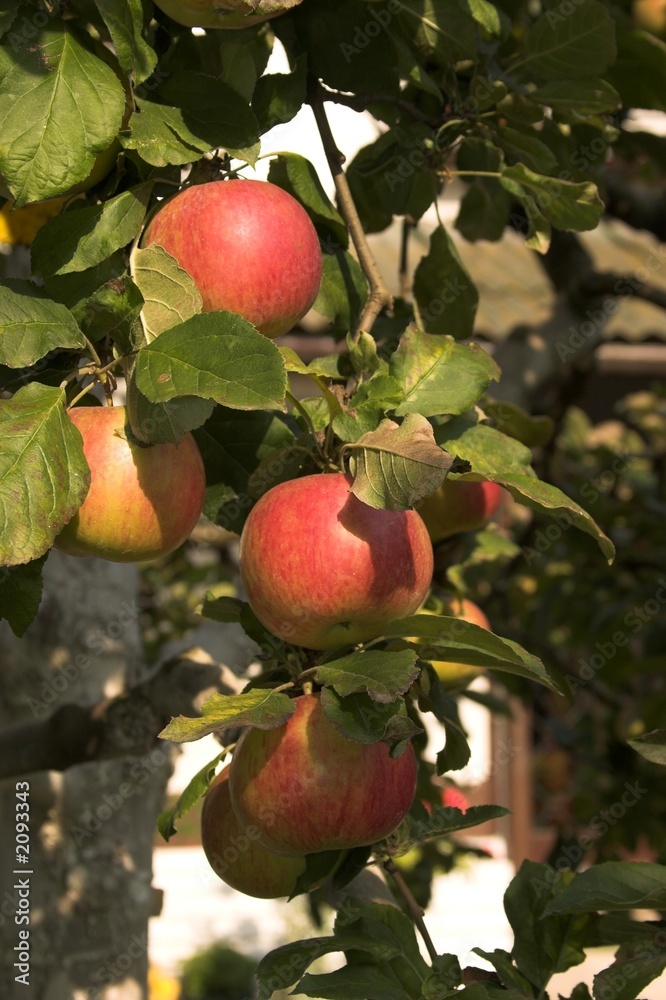 Obraz premium apple tree
