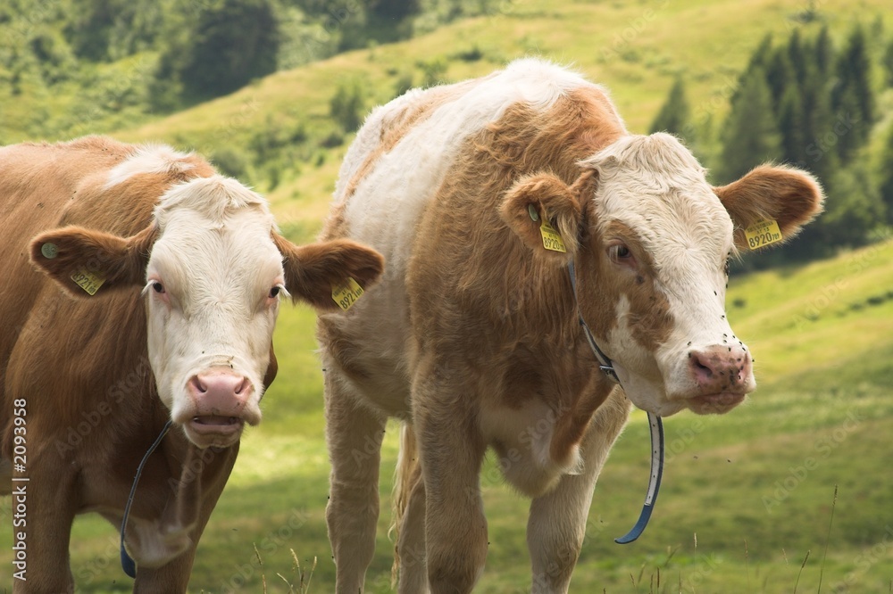 two cows two cows