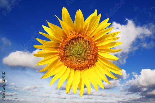 tournesol