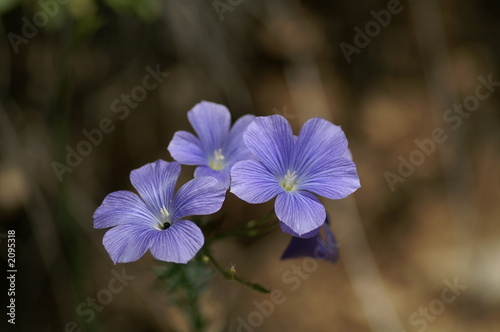 trio de fleurs d'été