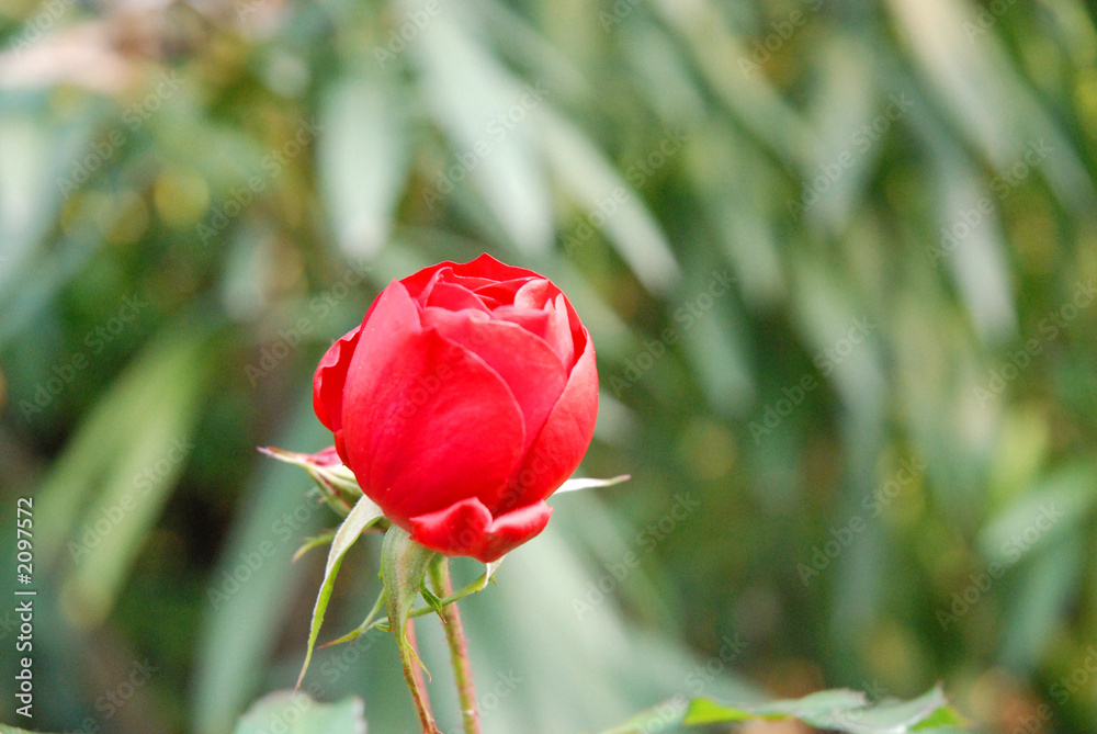 flower flower