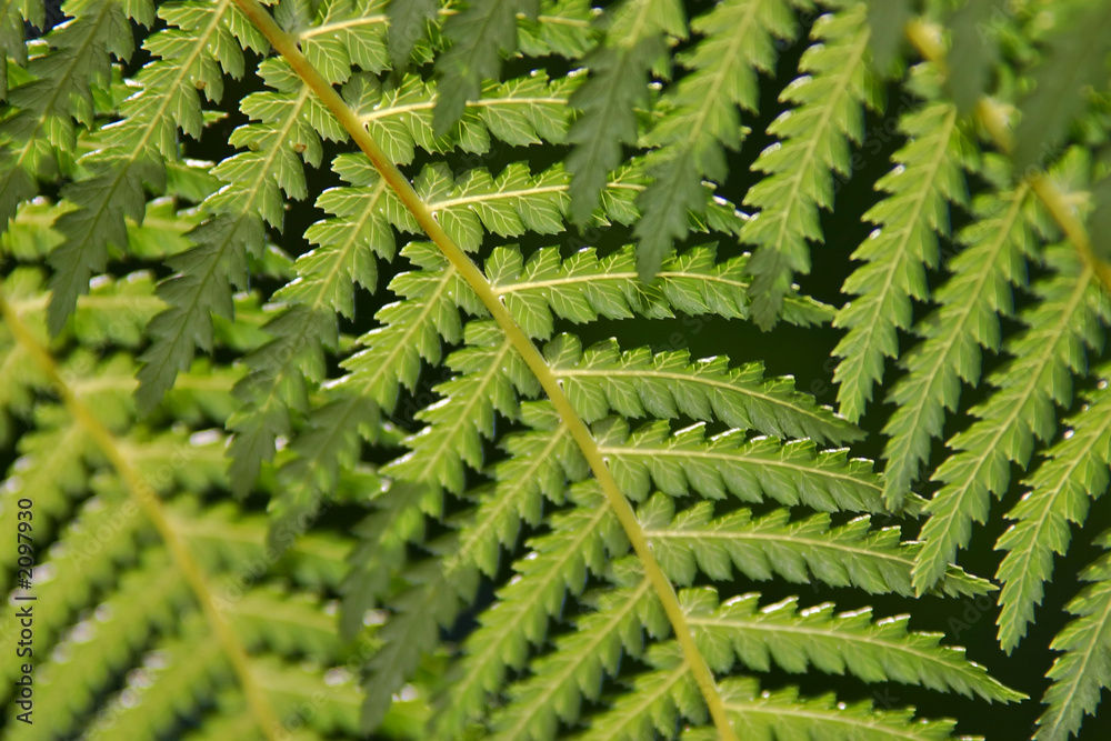 green fern green fern