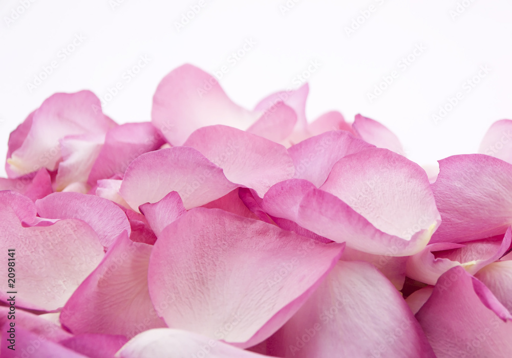 pink rose petals pink rose petals