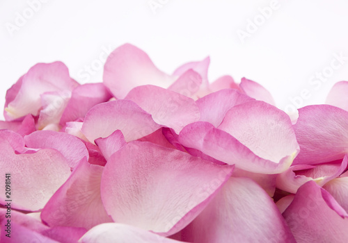 pink rose petals