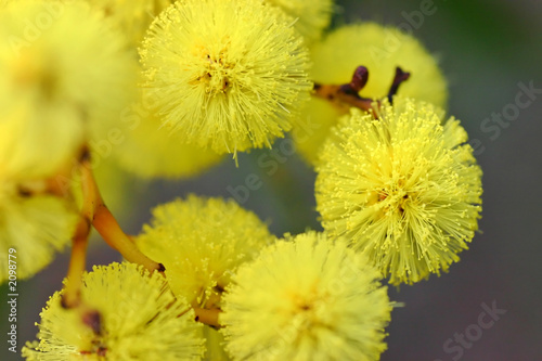 australian wattle photo