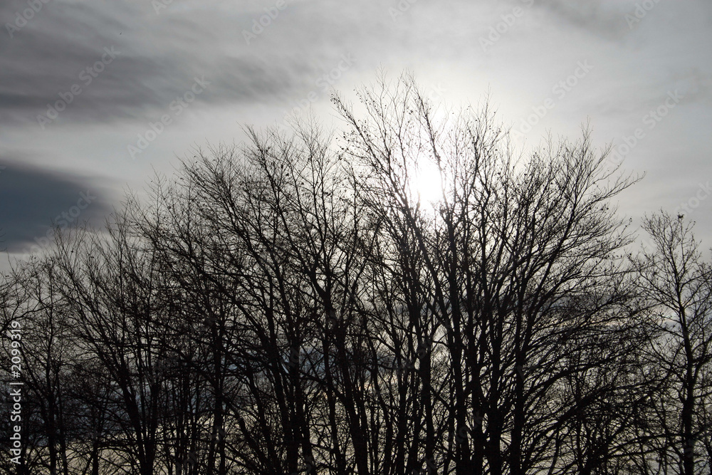 tree silhouettes tree silhouettes