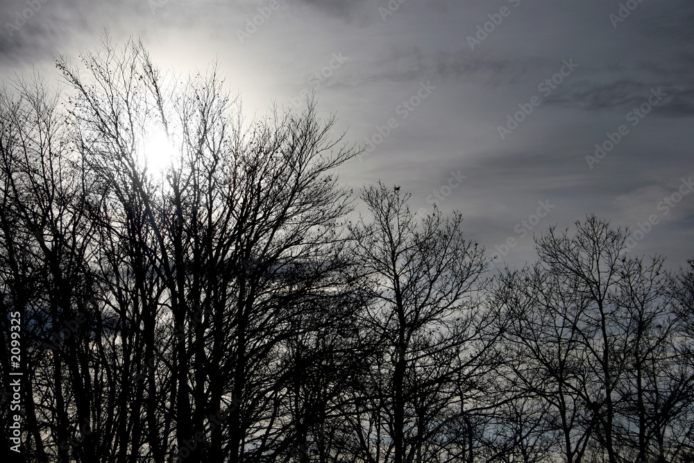 tree silhouettes tree silhouettes