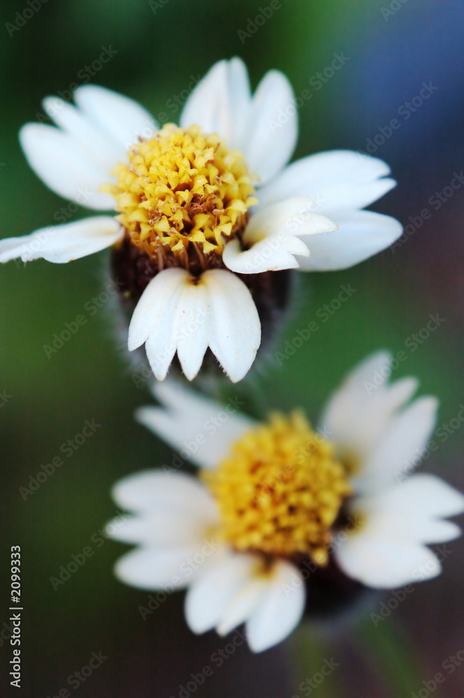 twins tridax procumbens flower