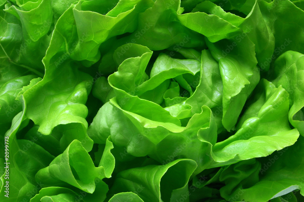 butterhead lettuce 1 - obrazy, fototapety, plakaty 
