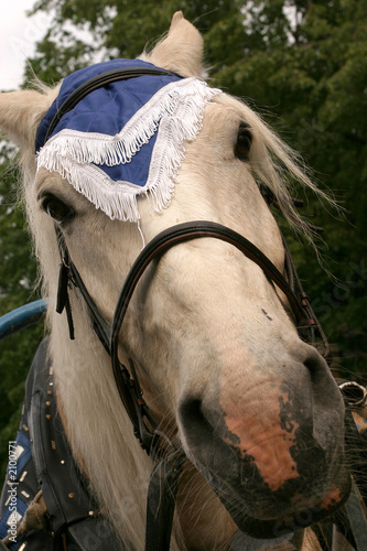 portrait of horse photo