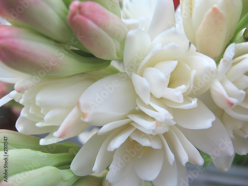white tuberose