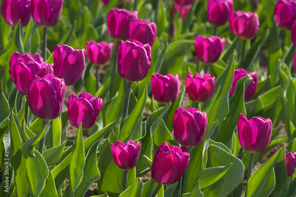 spring tulips impregnated by the sun spring tulips impregnated by the sun