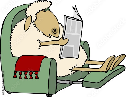 sheep news