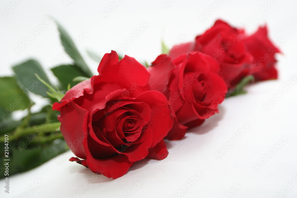 roses over white