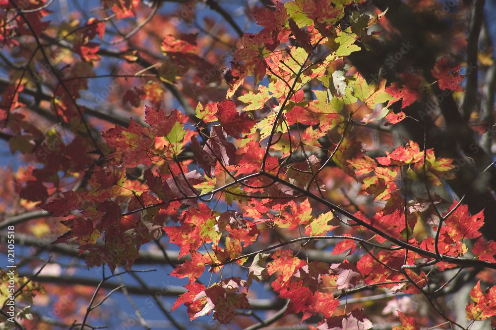 Fall Foliage Fall Foliage