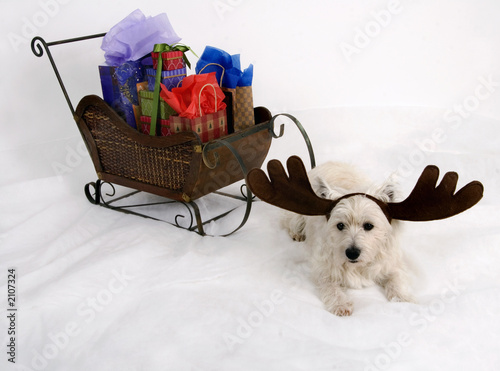 doggone reindeer photo