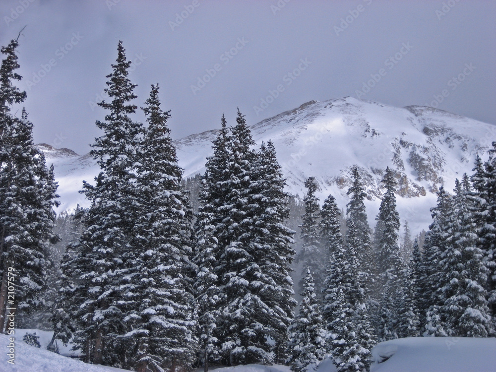 Fototapeta premium trees and mountains