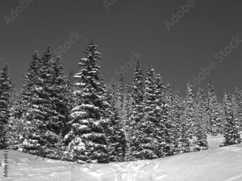 grayscale snow on trees