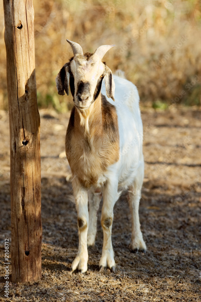 Obraz premium boer goat