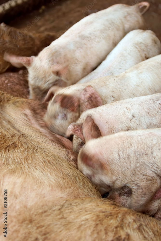 piglets feeding piglets feeding
