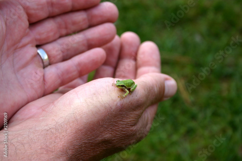 grenouilles et mains