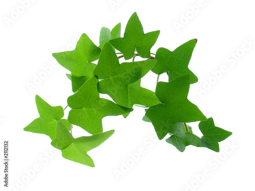 ivy